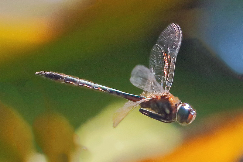 J17_4208 Hemicordulia armstrongi male.JPG